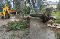9 деревьев упало на республиканскую трассу в Сухуме в результате ночного ветра