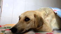48 собак были стерилизованы в ходе благотворительной акции в Сухуме (+видео)