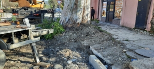 На улице Гулиа возникла необходимость удаления старовозрастного дерева