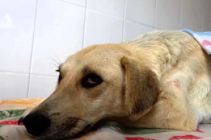 48 собак были стерилизованы в ходе благотворительной акции в Сухуме (+видео)